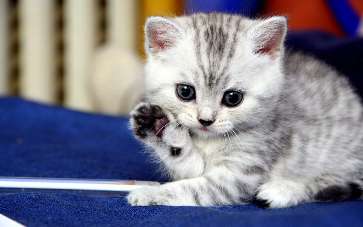 Милые котики