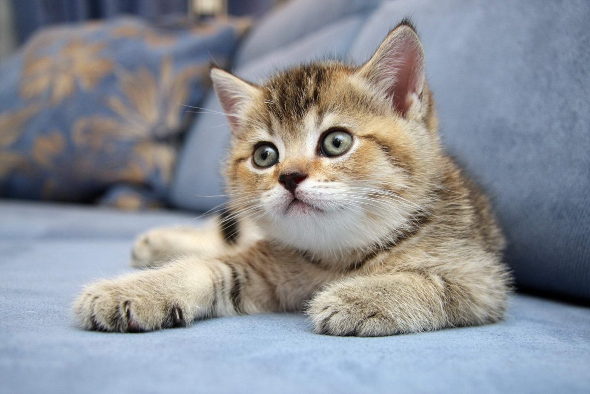 Рихардс Донскис