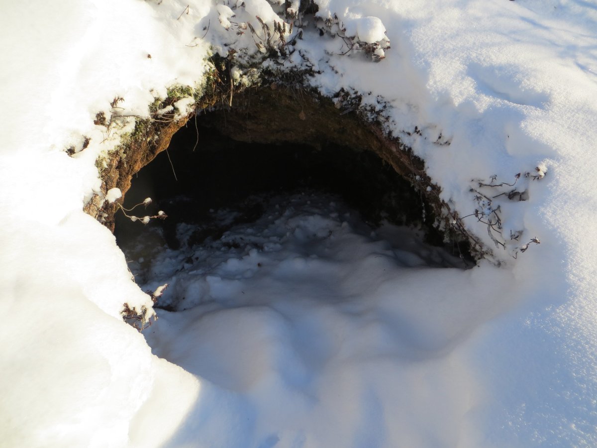 Медвежья Берлога Берлога медведя