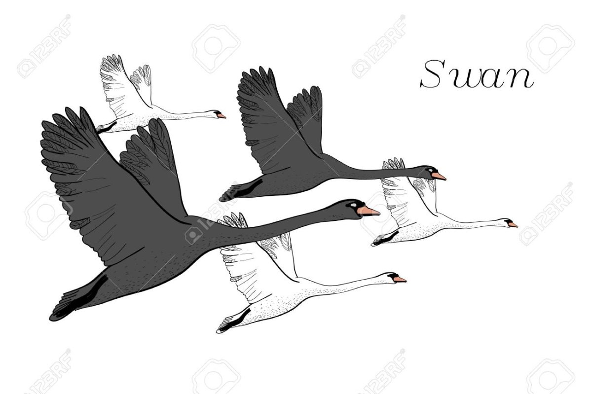 Гуси лебеди раскраска для детей