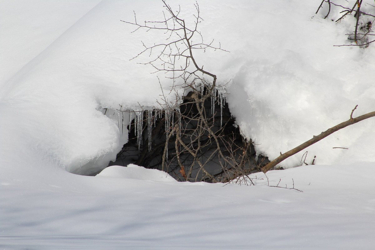 Медвежья Берлога Берлога медведя