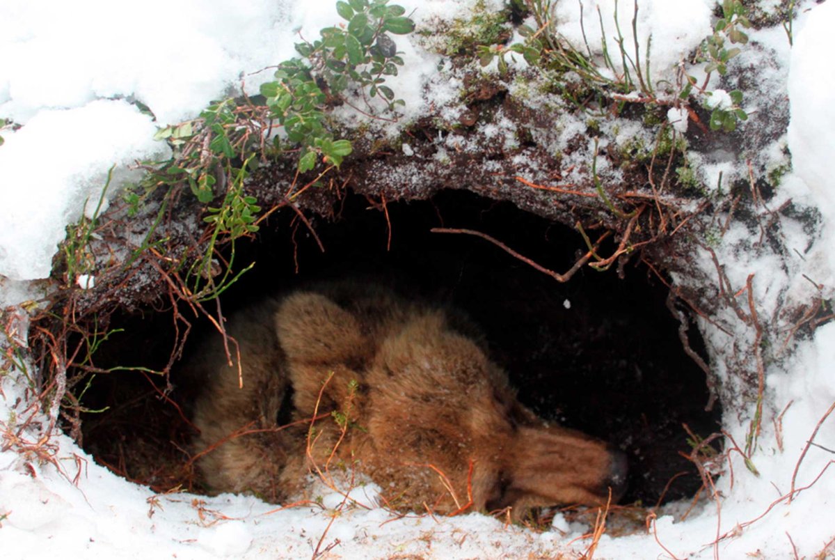 Бурый медведь в берлоге