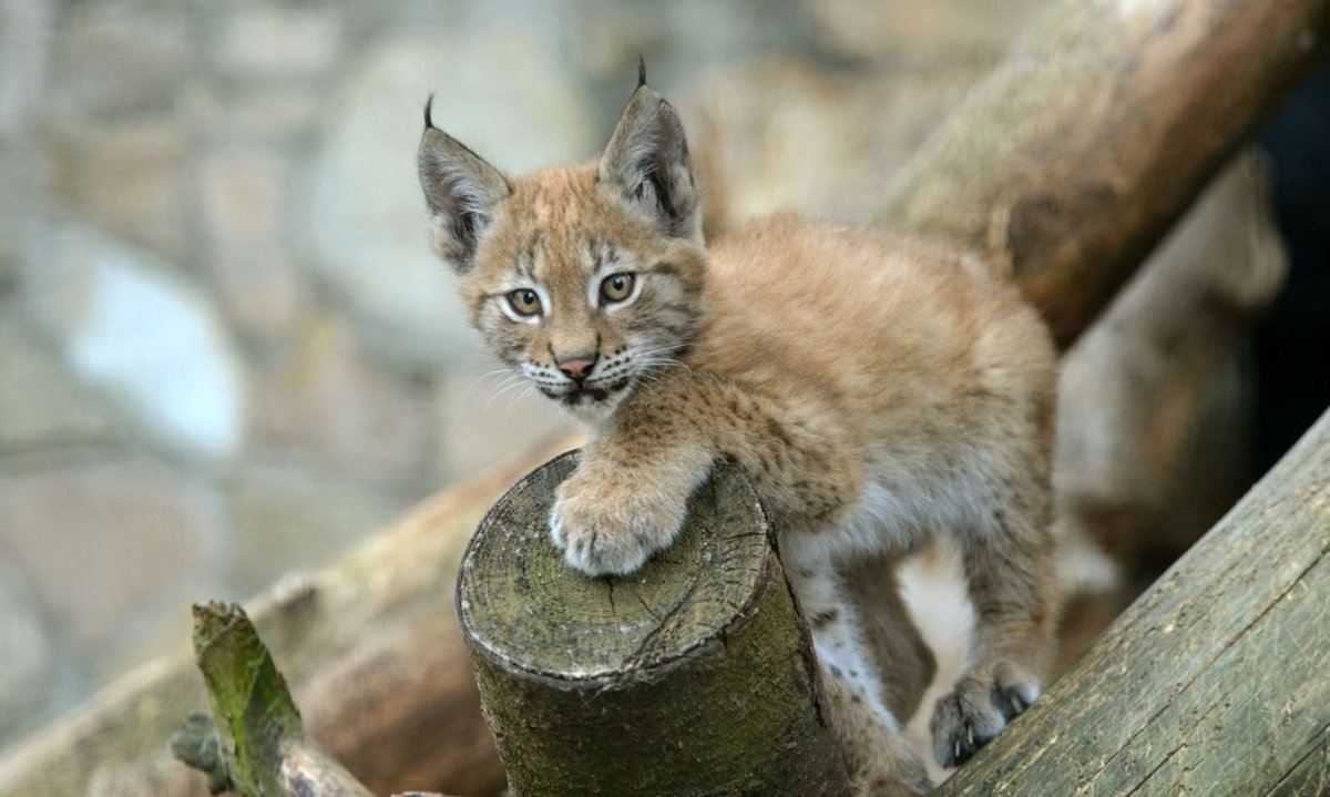 Рысь Детеныши рысята