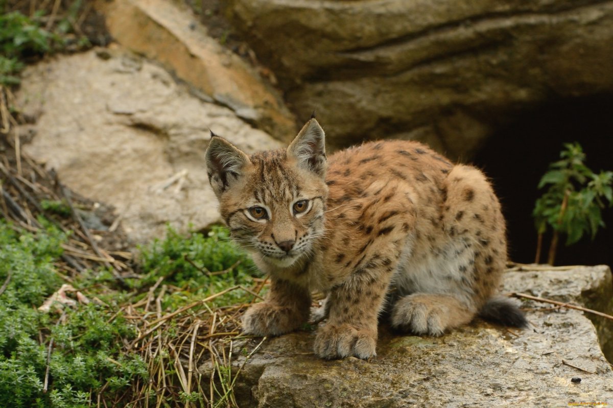 Рысь Детеныши рысята