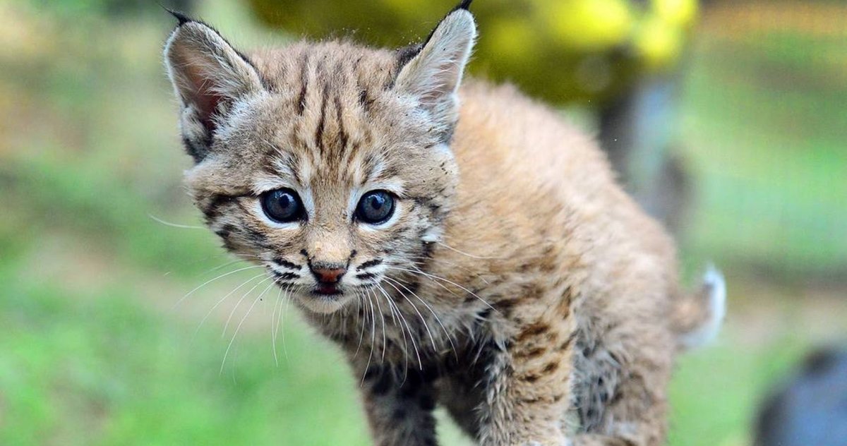 Рысь Детеныши рысята