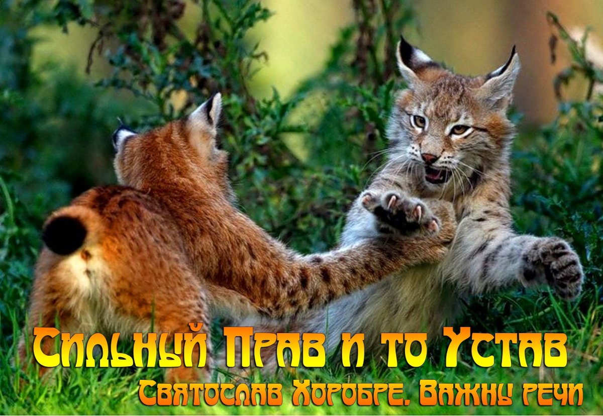 Карликовая Рысь