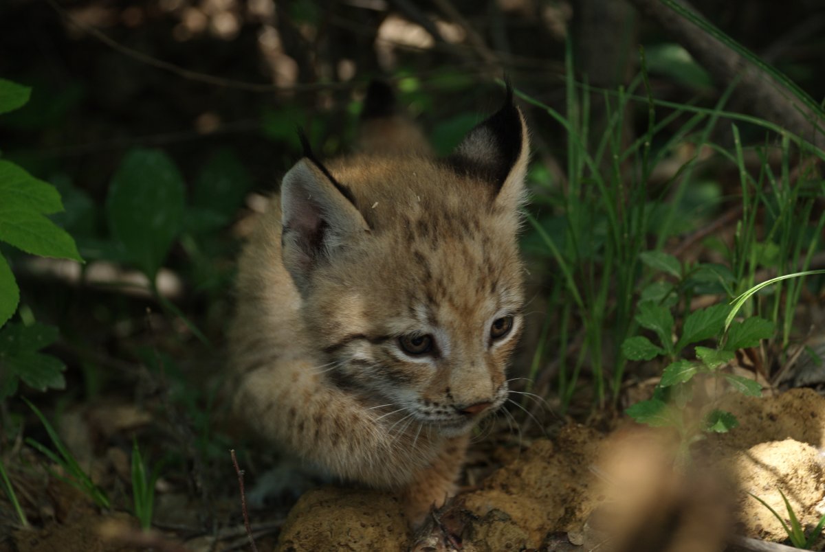 Милые котята диких зверей