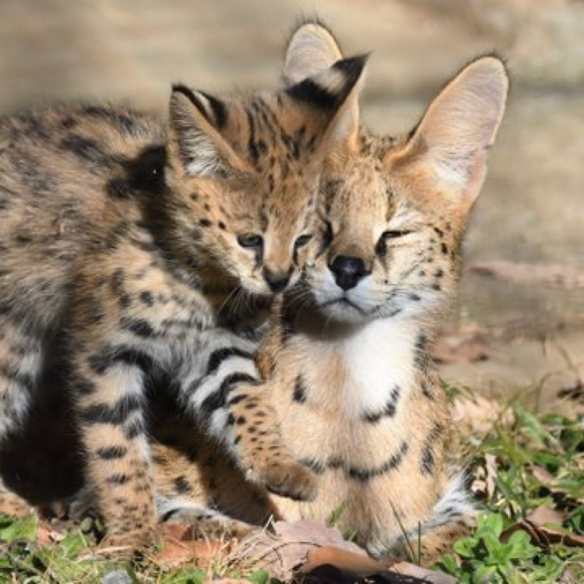 Рысь обыкновенная с рысятами