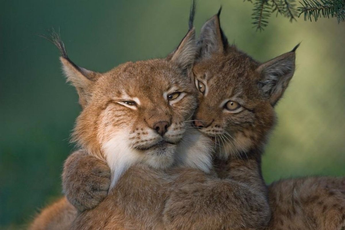 Как выглядят рысята