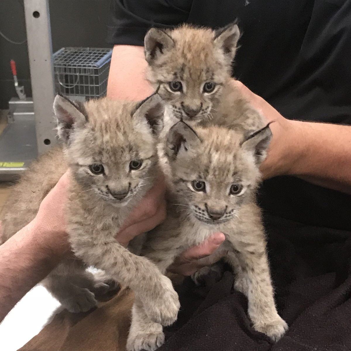 Карликовая Рысь