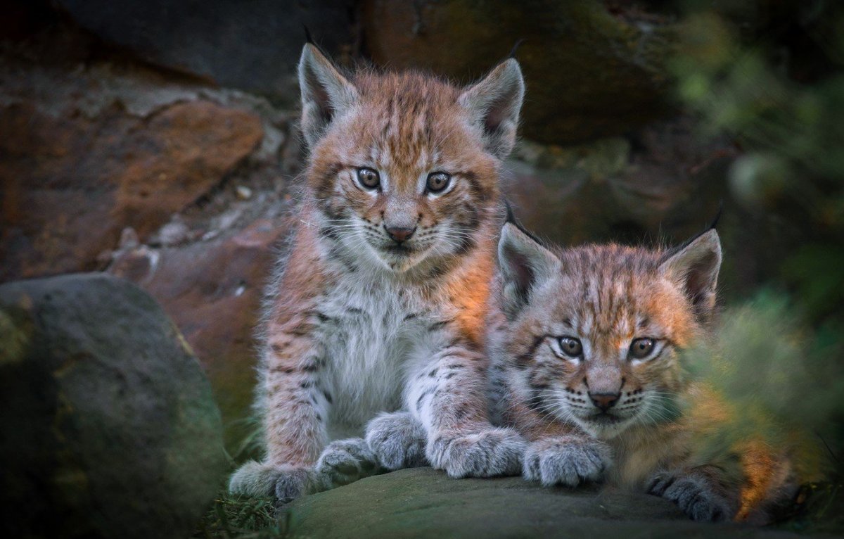 Каракал обои