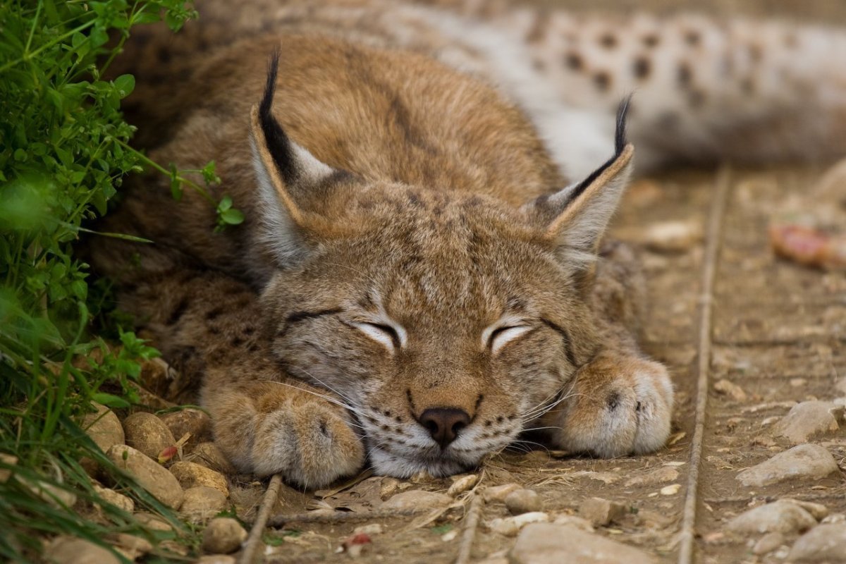 Обыкновенная Рысь Детеныши