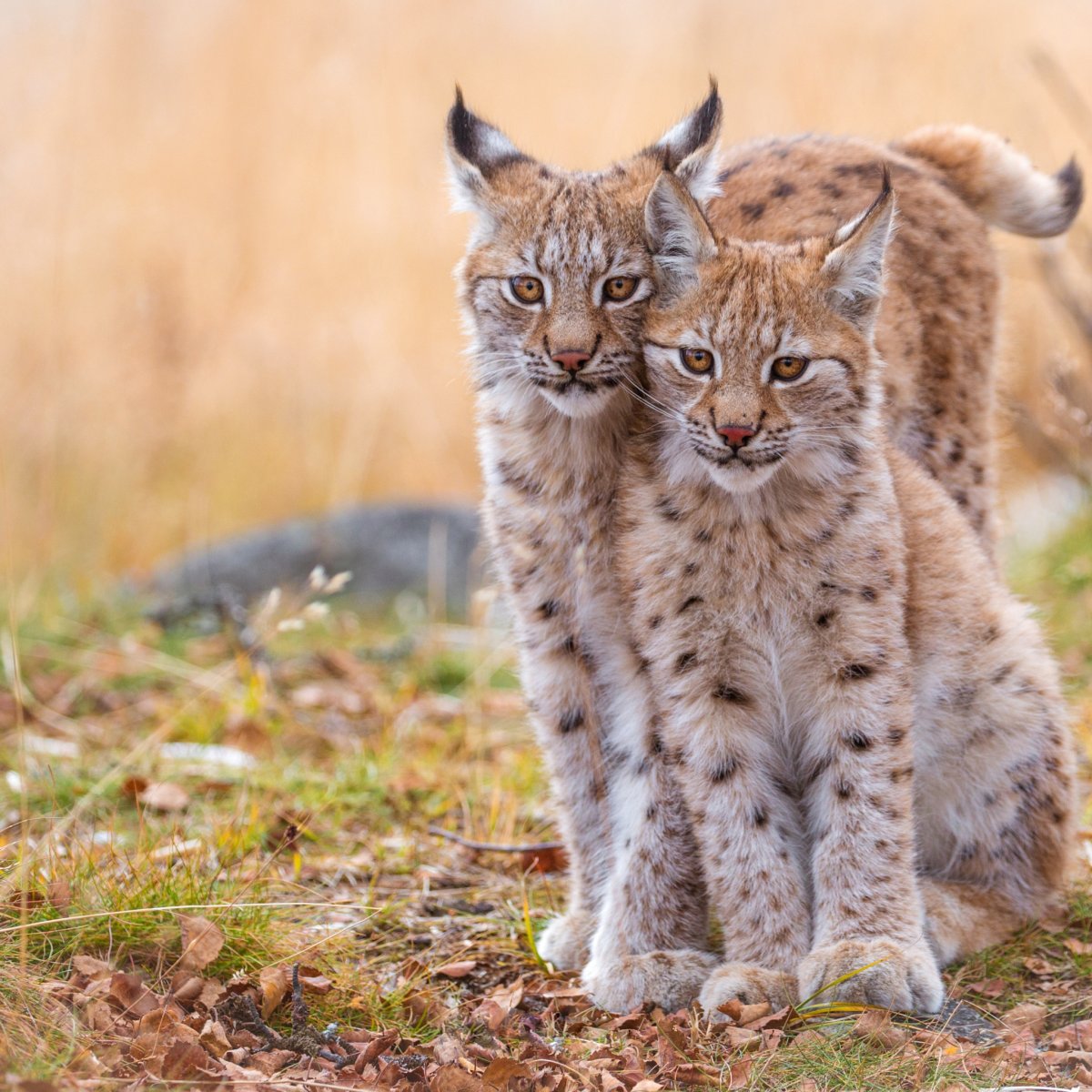Рысенок и Львенок