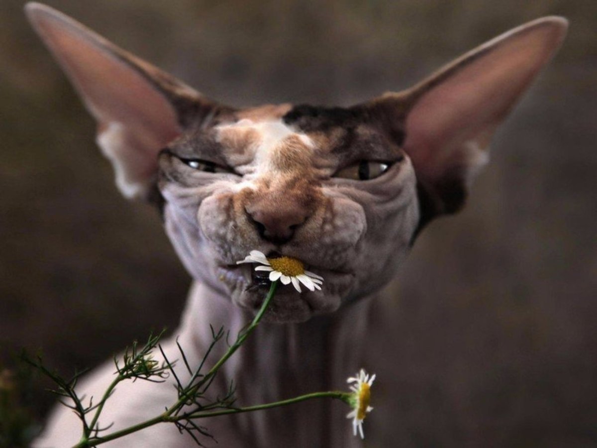 Ромашка успокаивает