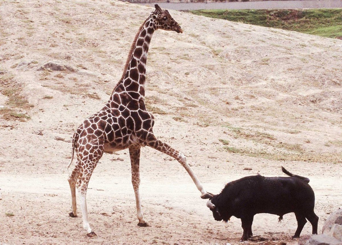 Добрые мемы с котиками