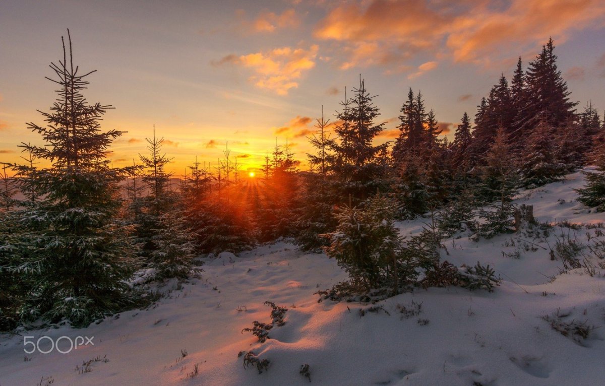Закат в зимнем лесу