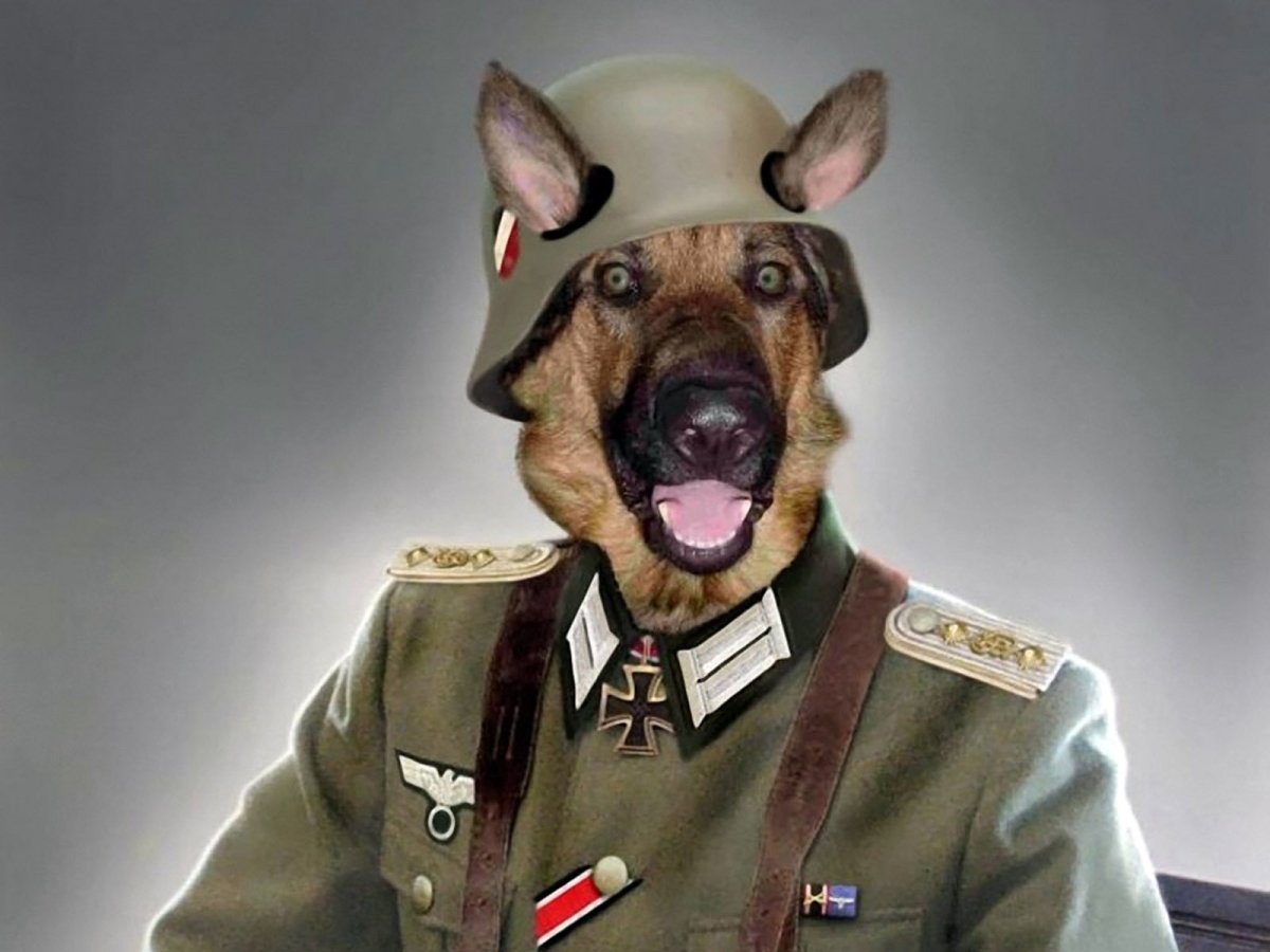 Осторожно, злая собака!