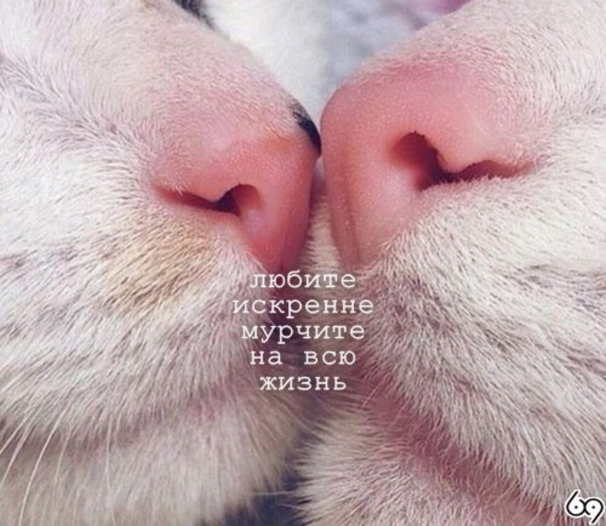 Люблю котика