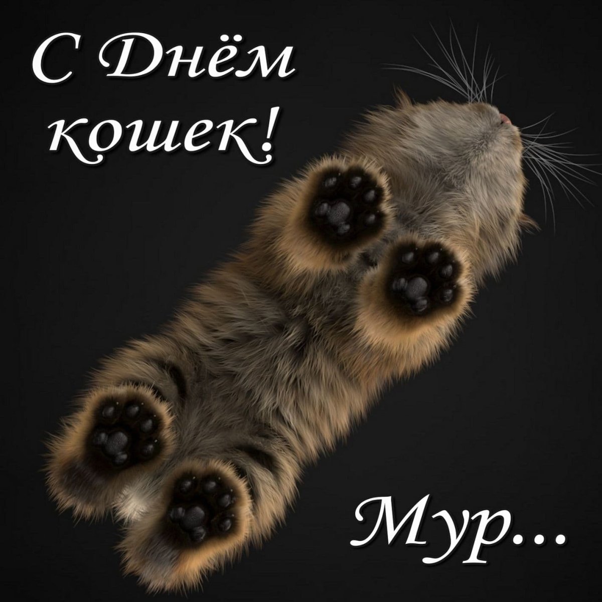 Мур с днем кошек