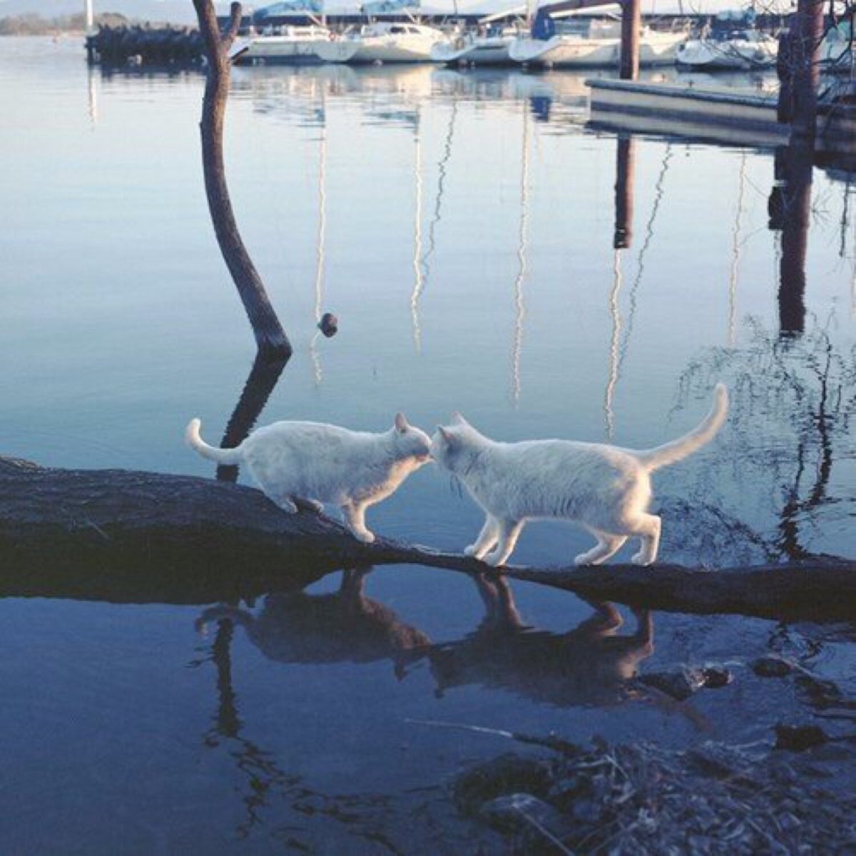 Ищите своих Мур Мур