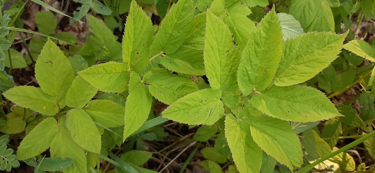 Трава сныть картинки