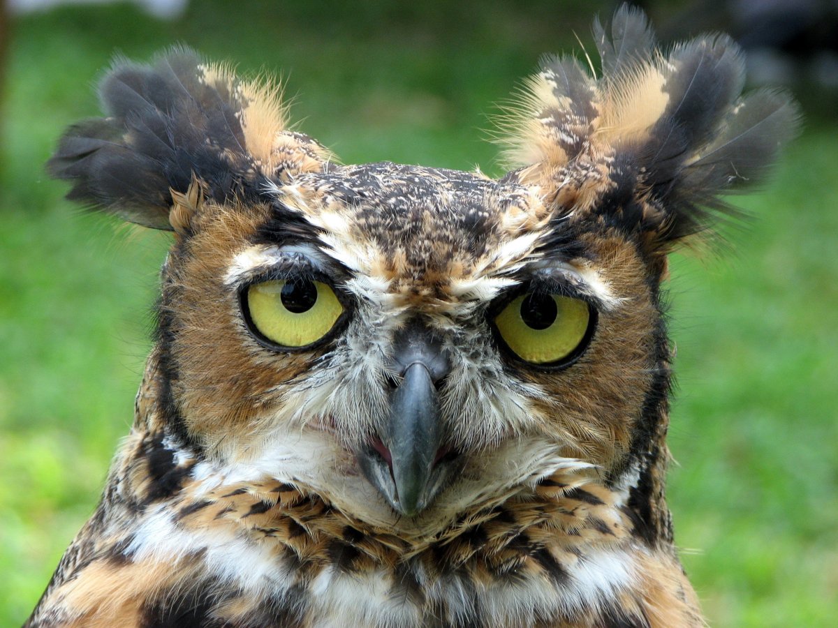 Сова демотиватор