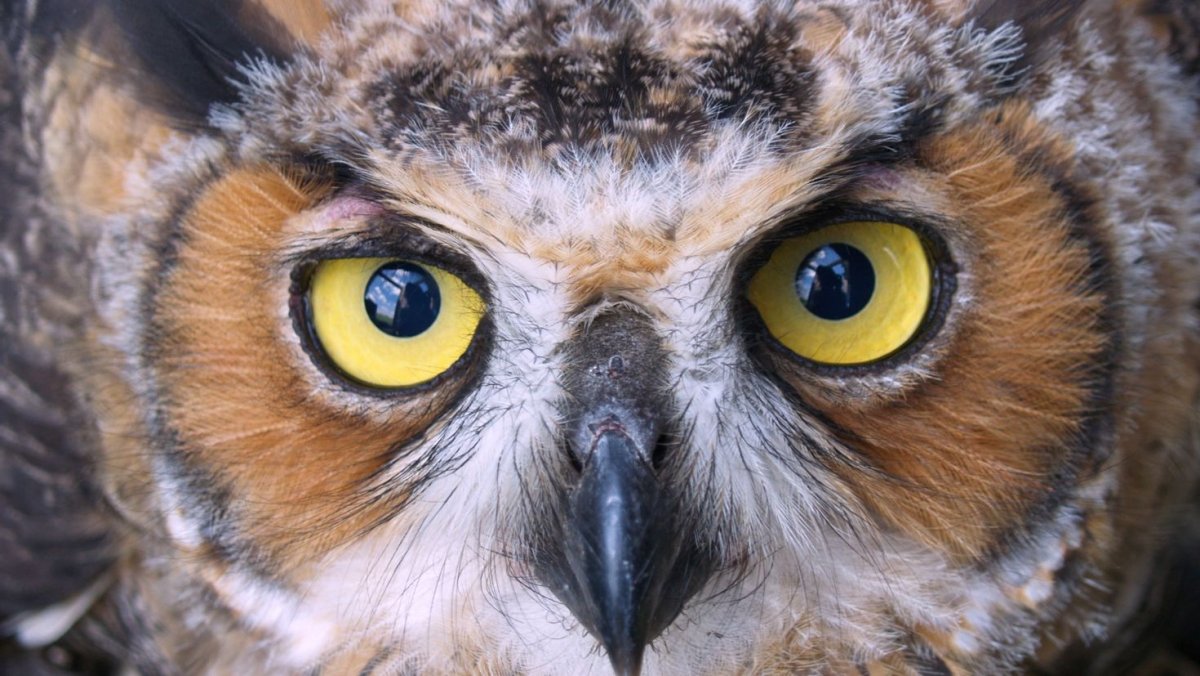 Утренняя Сова