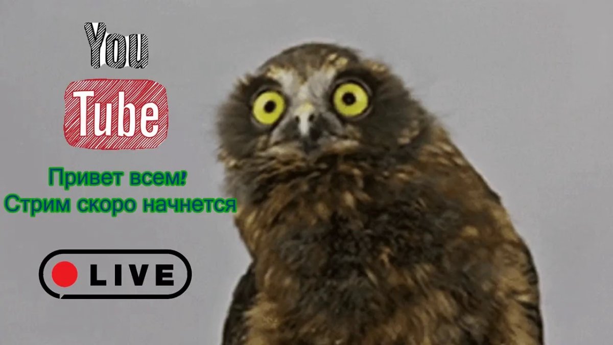 Невыспавшаяся Сова