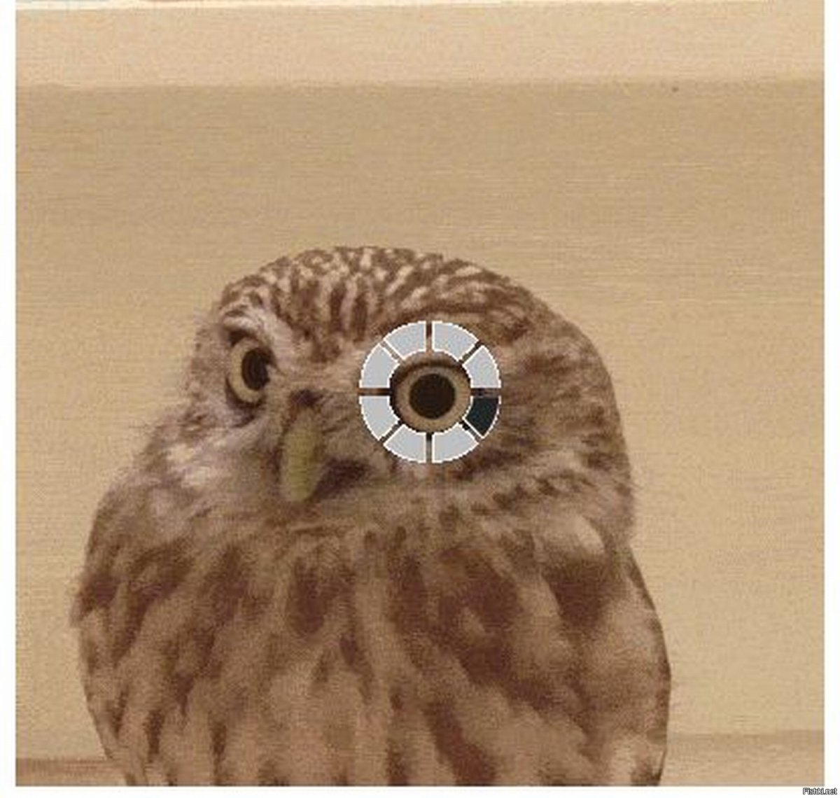 Укуренная птичка