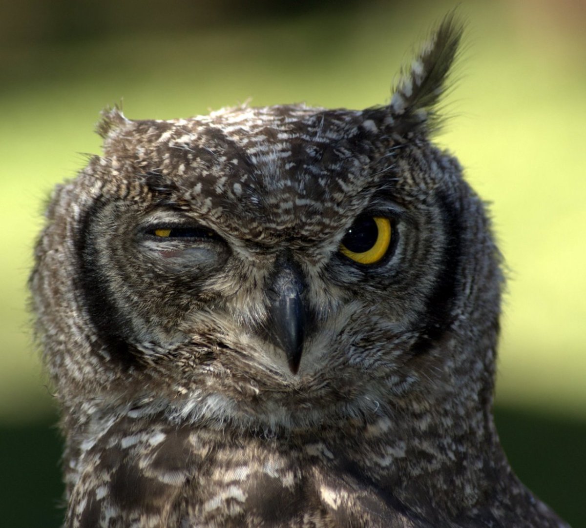 Удивленная Сова