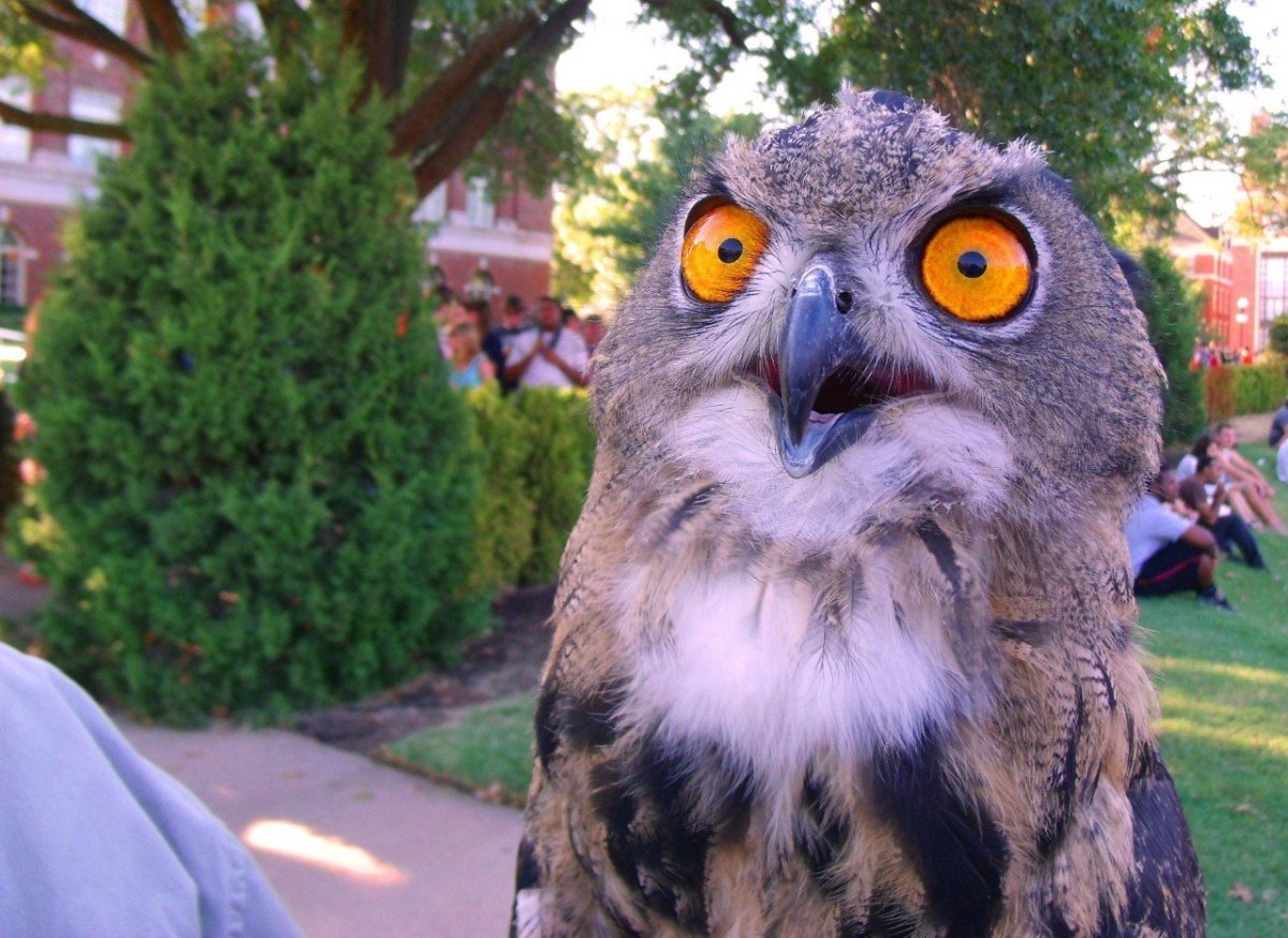 Удивлённая Сова