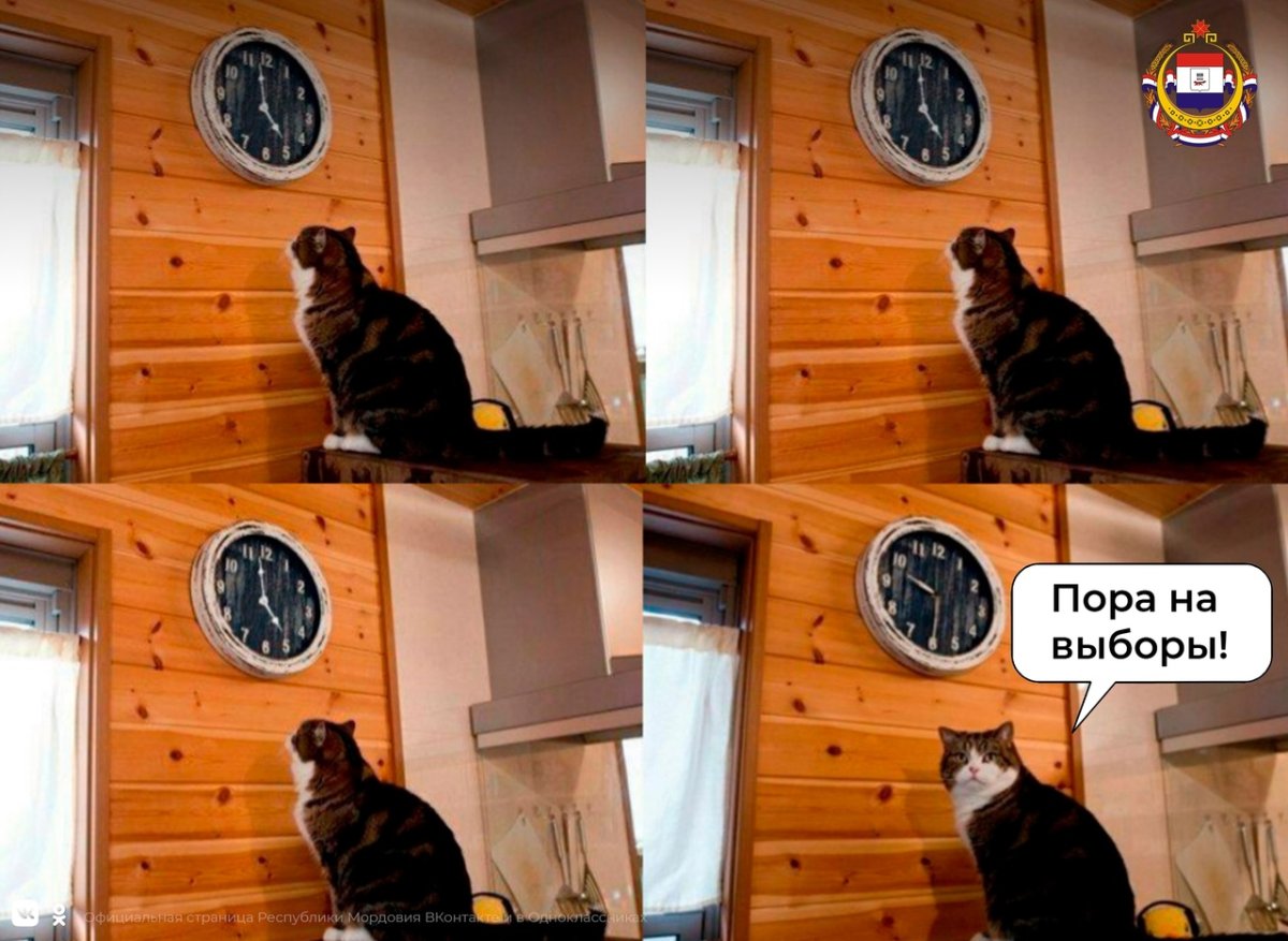 Кот смотрит на часы