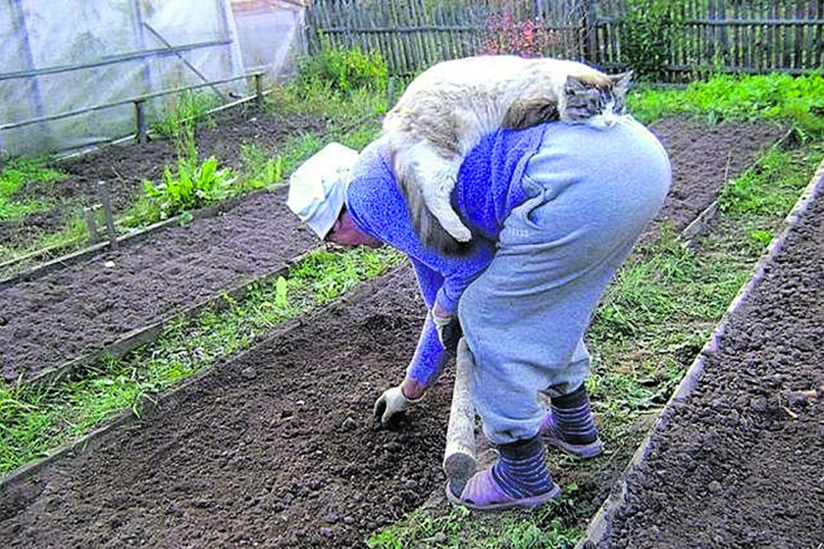 Приколы про огород и дачу