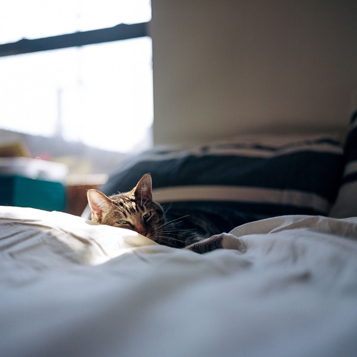 Рина Зенюк "лирическое"