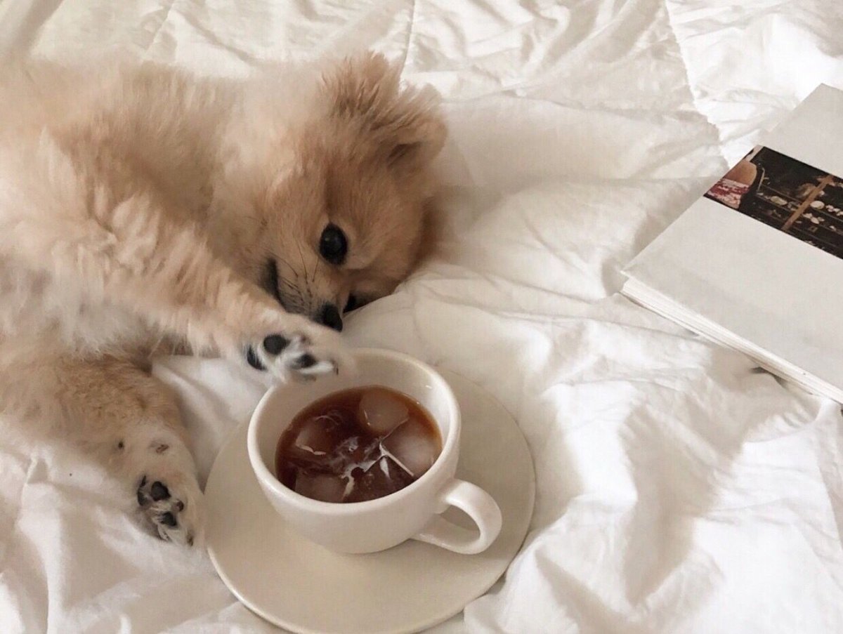 Котенок отдыхает