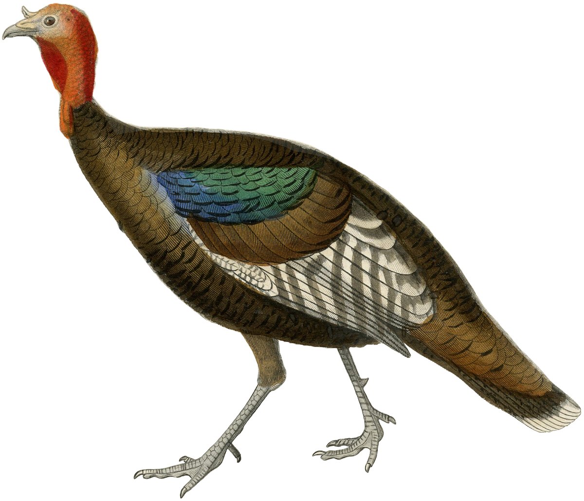 Индюк мульт