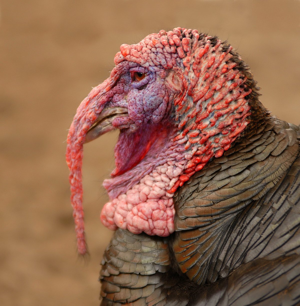 Индюк стилизация