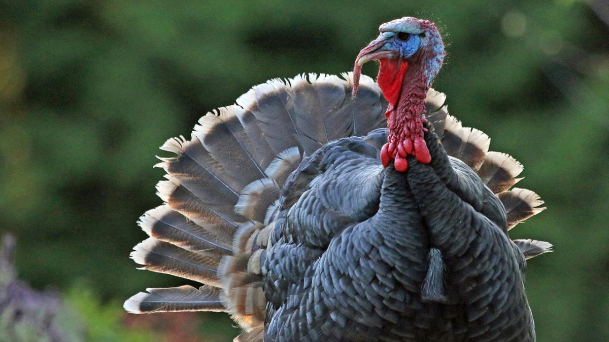 Жареный индюк