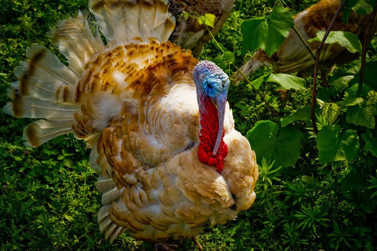 Церемония преподнесения индейки президенту США