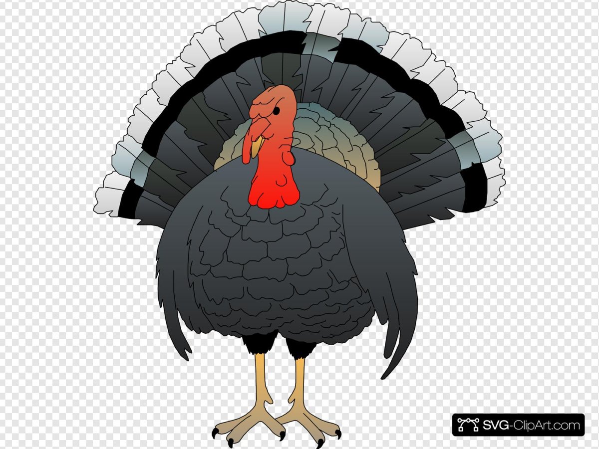 Индюк черно белый