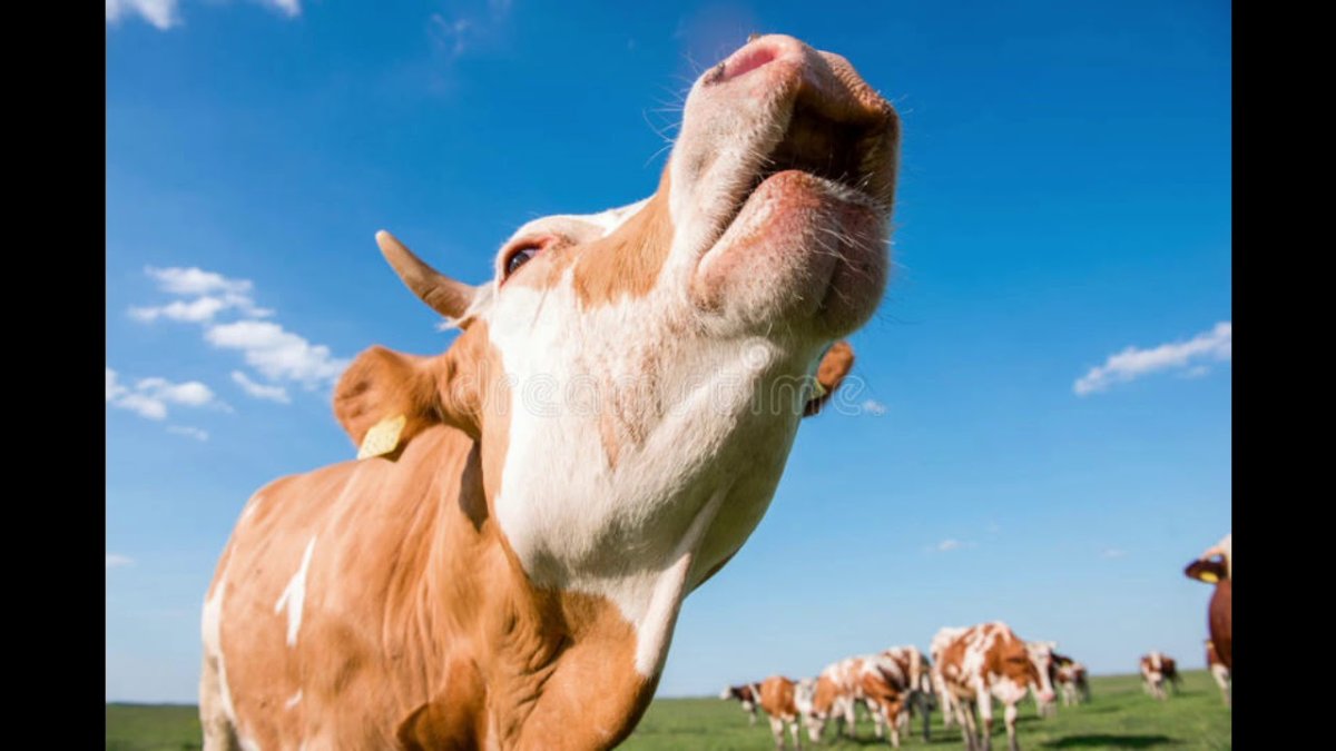 Теленок мычит