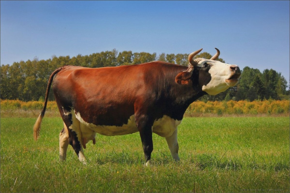 Теленок мычит