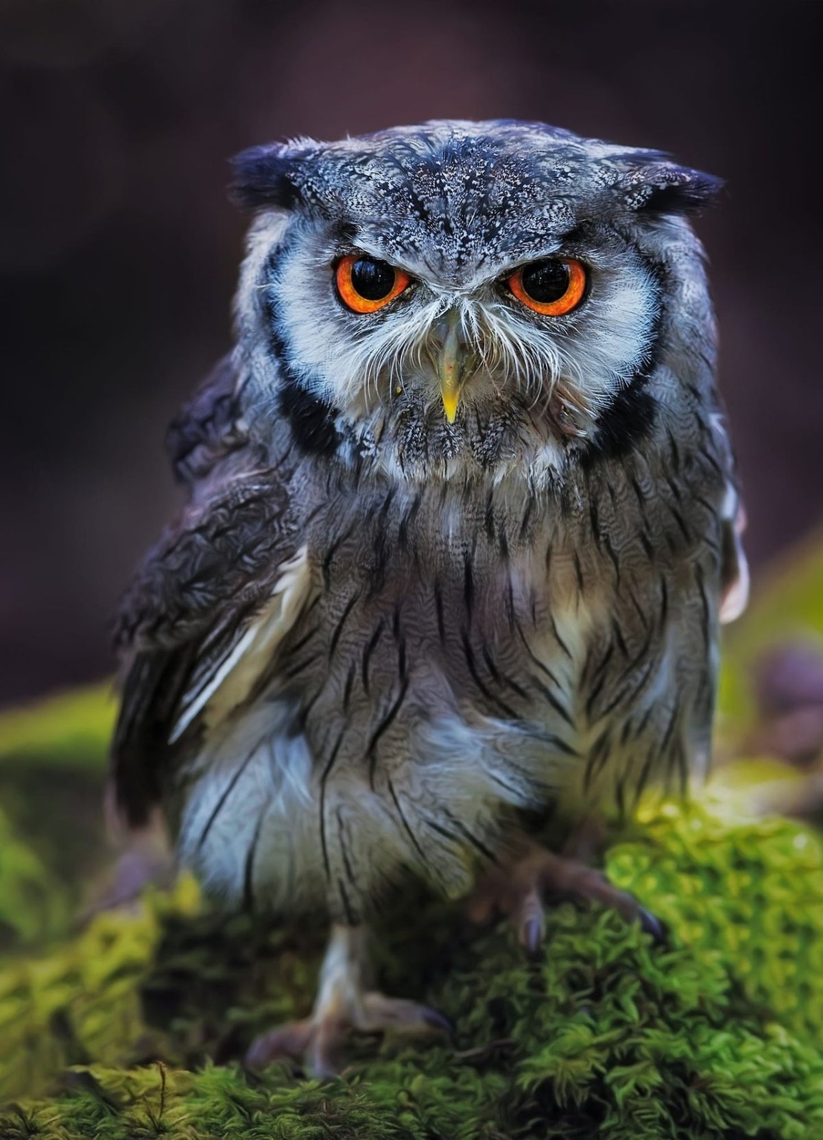 Филин обои на рабочий стол