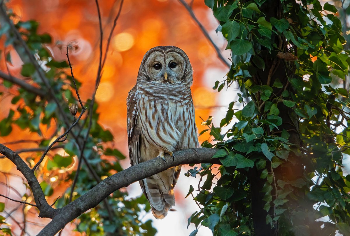 Рыженогая неясыть