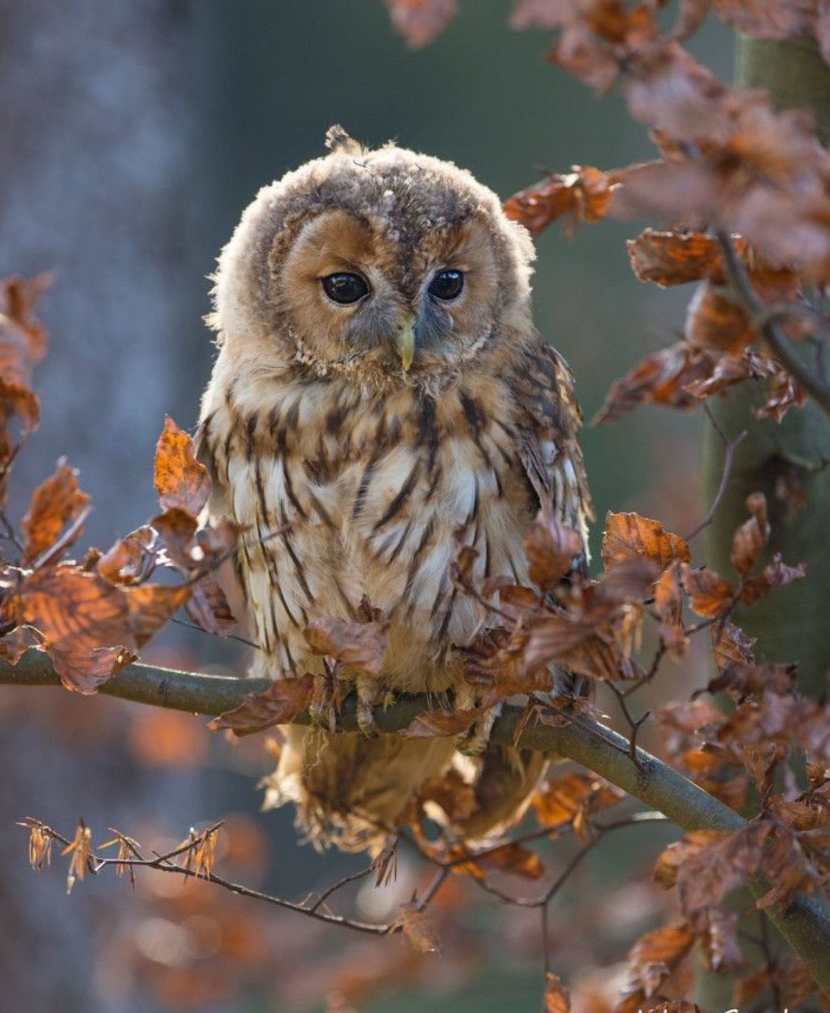 Филин Сыч сипуха