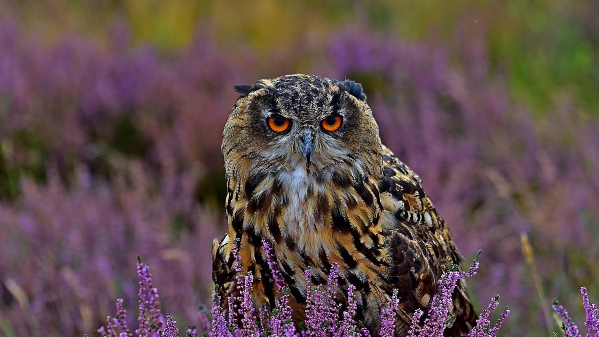 Голубая Филиппинская Сова