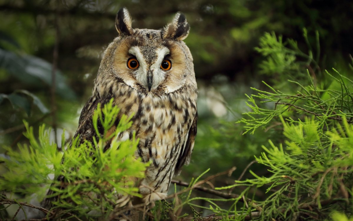 Филин в полете