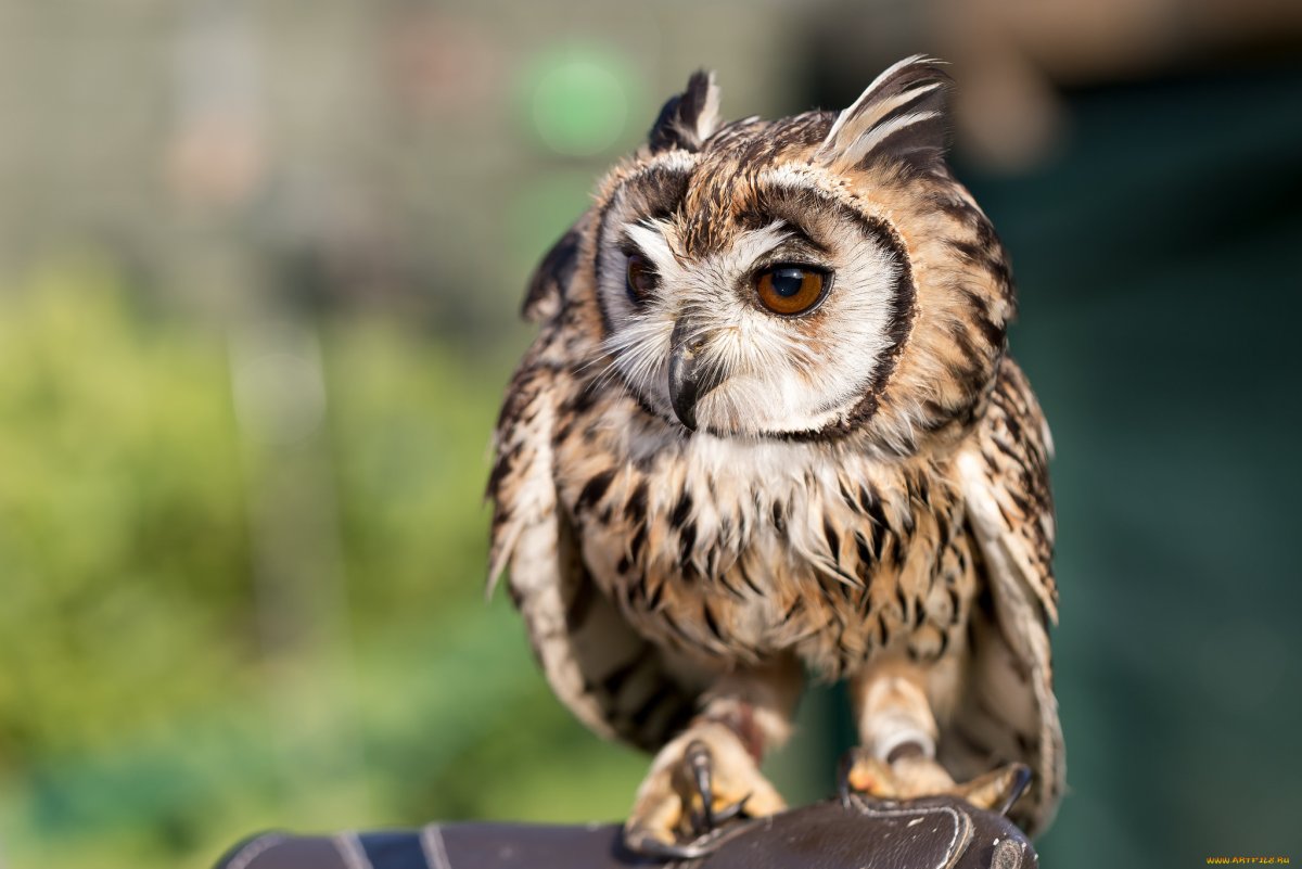 Совообразные Филин