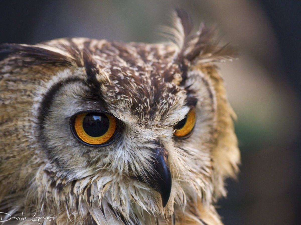 Сова на заставку