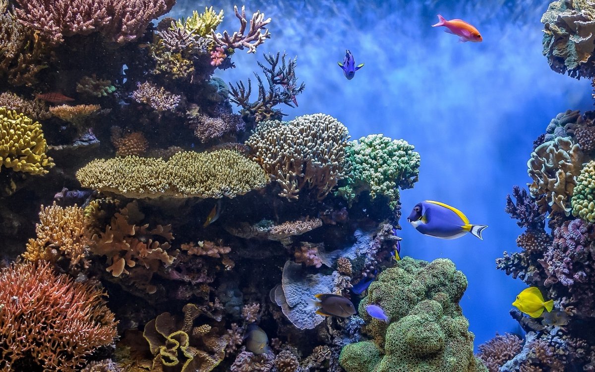 Морское дно